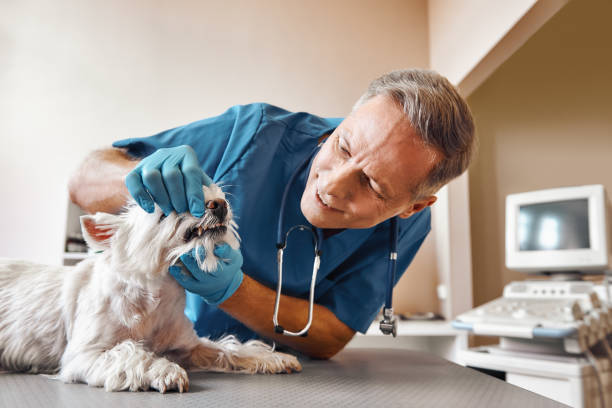 Best Emergency Dental Care for Broken or Chipped Teeth in Fellsmere, FL